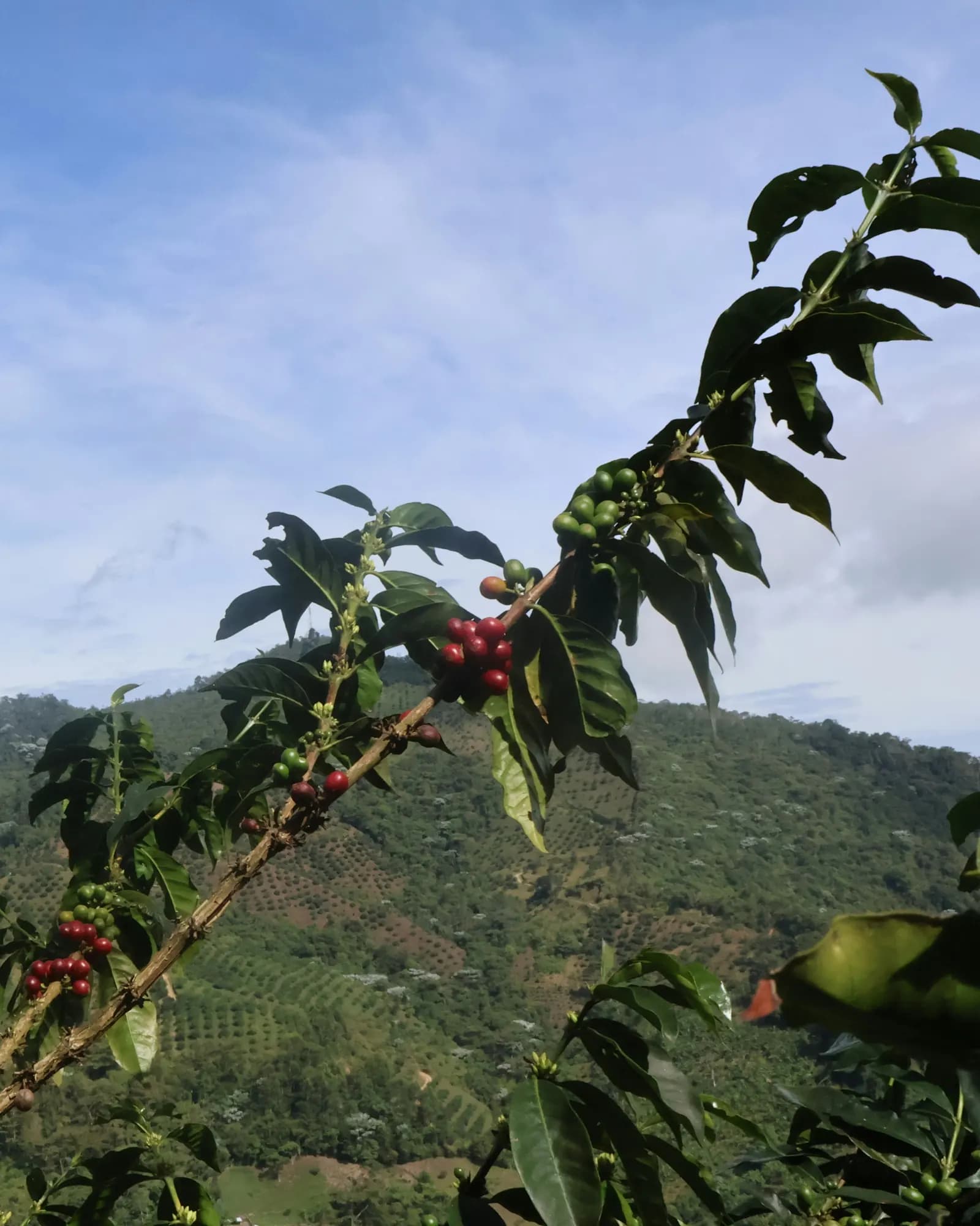 Coffee branches with ripe red and green cherries against a planted mountainside